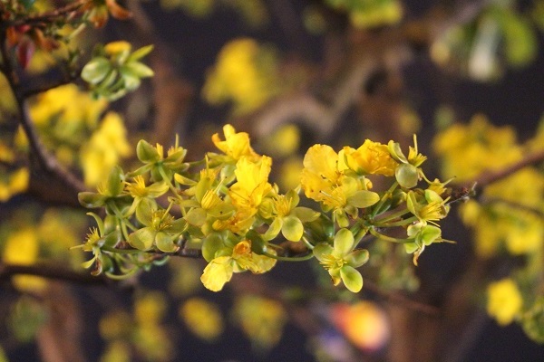 Ý nghĩa hoa Mai Vàng, cách trồng và chăm sóc hoa nở đẹp vào dịp tết - 11