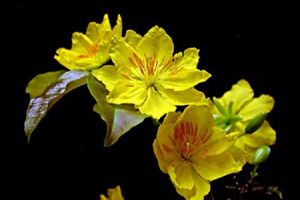 Ý nghĩa hoa Mai Vàng, cách trồng và chăm sóc hoa nở đẹp vào dịp tết - 10