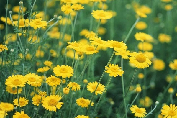 Hoa Cúc dại - Sự tích, ý nghĩa và cách trồng hoa ra nhiều và đẹp - 4