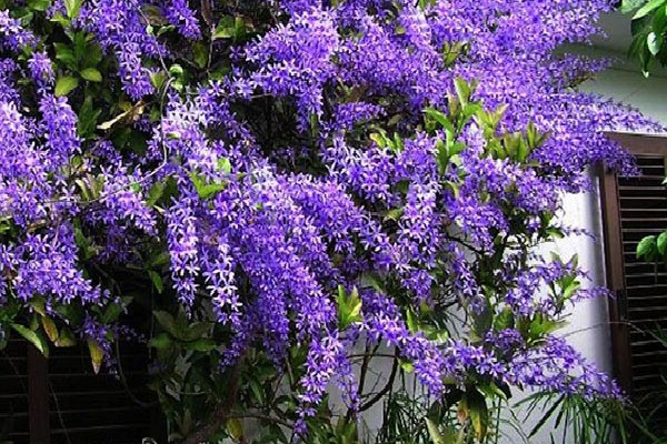 Hoa Mai xanh - Đặc điểm, cách trồng và chăm sóc cây mau ra hoa - 4