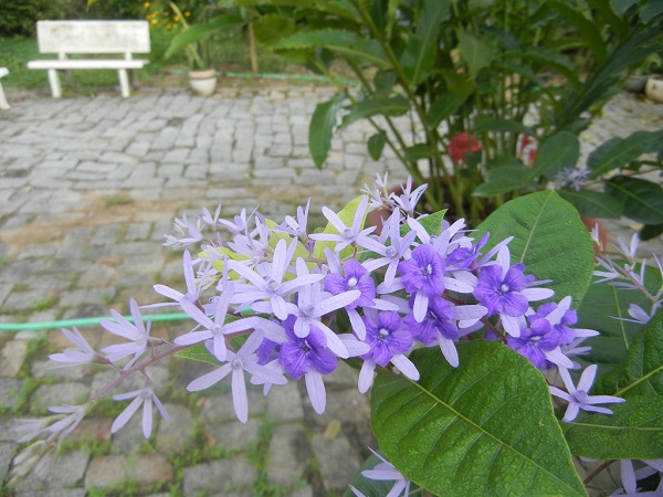 Mận xanh nở hoa - đặc điểm, cách trồng và chăm sóc cây hoa mận nhanh ra hoa - 1