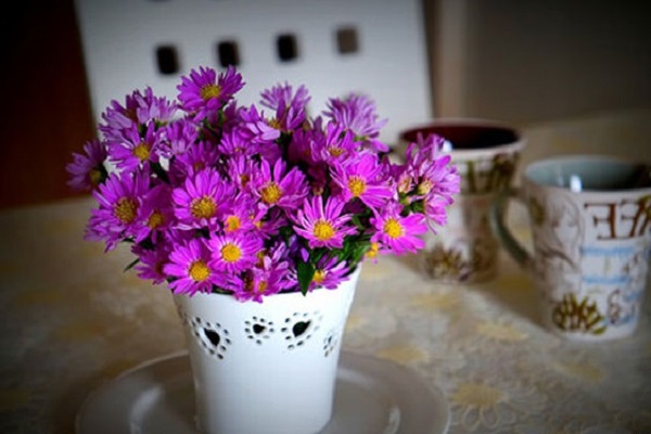 Hoa Thạch Thảo - Đặc điểm, ý nghĩa, cách trồng và cách cắm hoa đẹp - 5