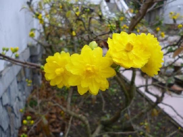 Ý nghĩa hoa Mai Vàng, cách trồng và chăm sóc hoa nở đẹp vào dịp tết - 13