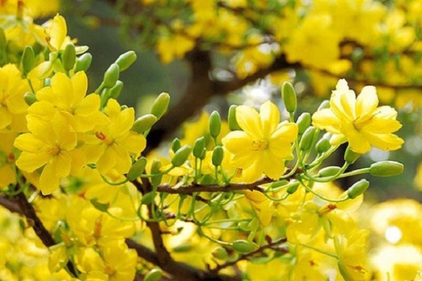 Ý nghĩa hoa Mai Vàng, cách trồng và chăm sóc hoa nở đẹp vào dịp tết - 12