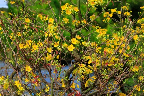 Ý nghĩa hoa Mai Vàng, cách trồng và chăm sóc hoa nở đẹp vào dịp tết - 14