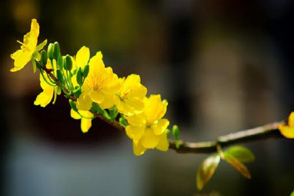 Ý nghĩa hoa Mai Vàng, cách trồng và chăm sóc hoa nở đẹp vào dịp tết - 15