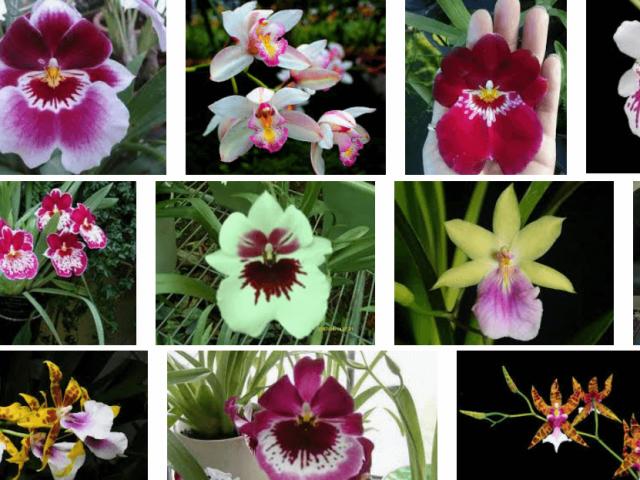 Phong lan có bao nhiêu loại, đặc điểm và cách phân biệt