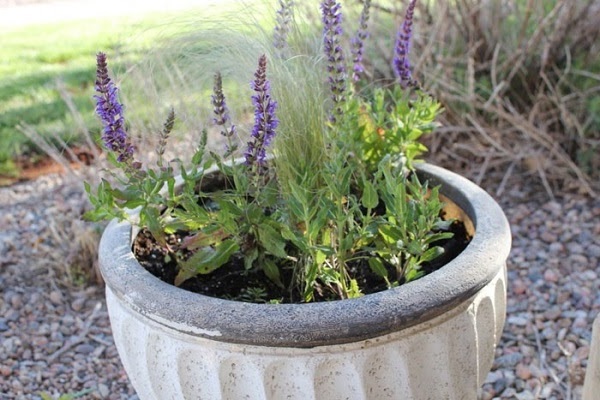 Hoa Oải Hương Lavender – Công dụng, ý nghĩa và cách trồng tại nhà