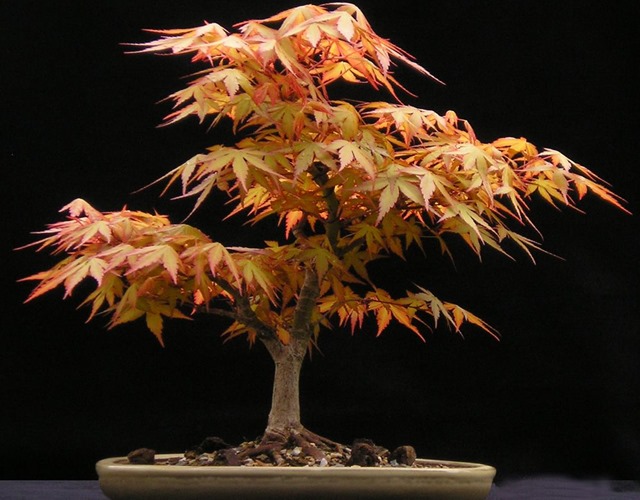 Phong đỏ Nhật Bản được trồng làm cây cảnh bonsai