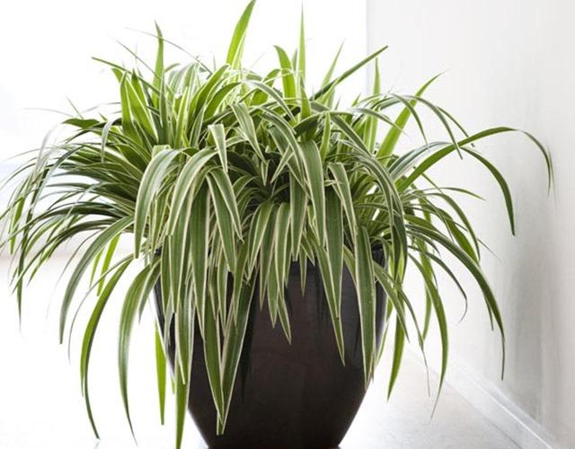 Hình ảnh Cây Dây Nhện (Cỏ Lan Chi) trồng trong chậu