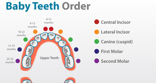 Thứ tự mọc răng của bé sơ sinh  - 4