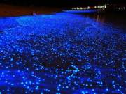 Clip Eva - Chiêm ngưỡng khung cảnh nước biển phát sáng về đêm