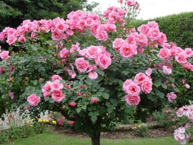 Cây Hoa Hồng - Nguồn gốc, đặc điểm, phân loại và ý nghĩa