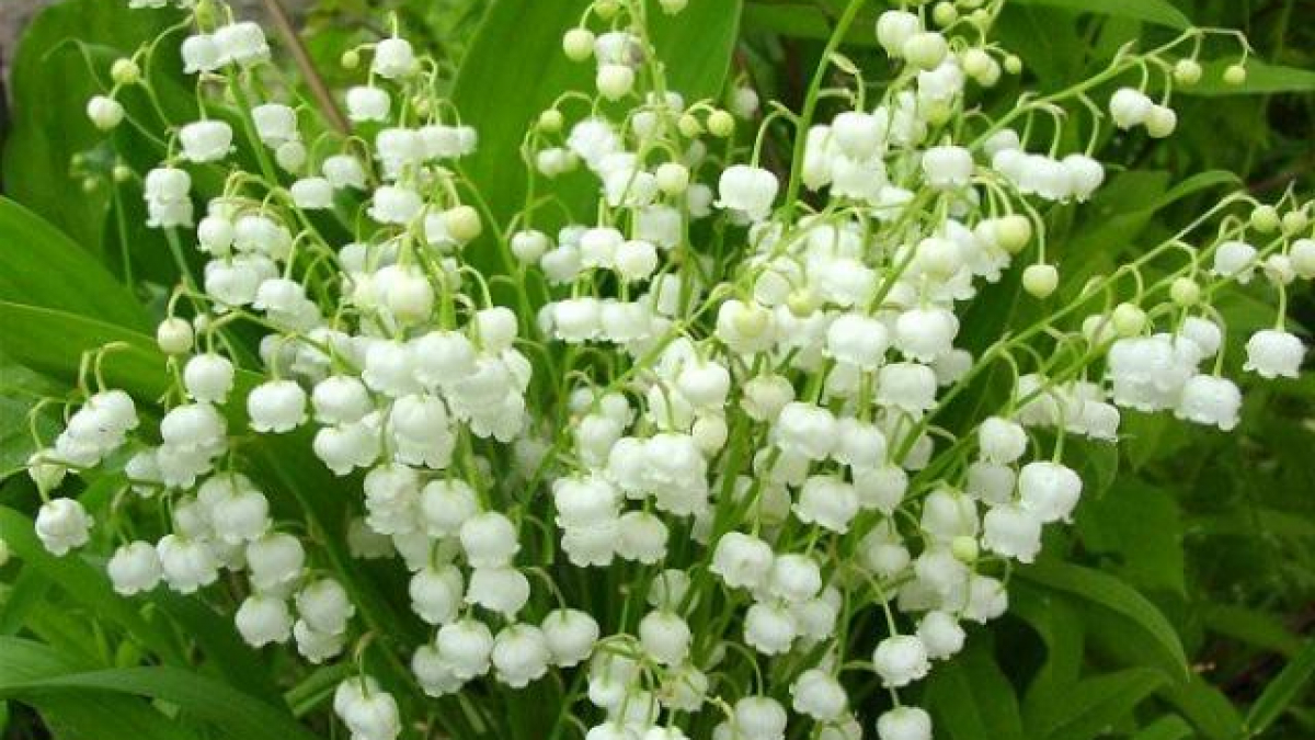 Ý nghĩa hoa linh lan trắng là gì? Hình ảnh hoa linh lan trắng đẹp