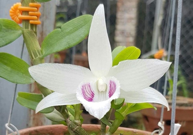 Lan đột biến 5 cánh trắng