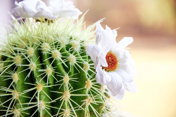 Hoa Xương Rồng: Phân loại, ý nghĩa và cách trồng mau ra hoa - 3