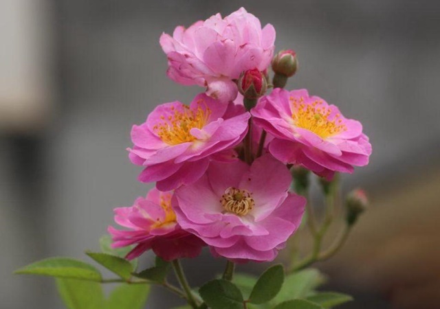 Hình ảnh Hoa Hồng Tầm Xuân
