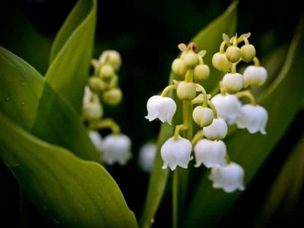 Hoa Linh Lan - Ý nghĩa, cách trồng và những điều có thể bạn chưa biết - 4
