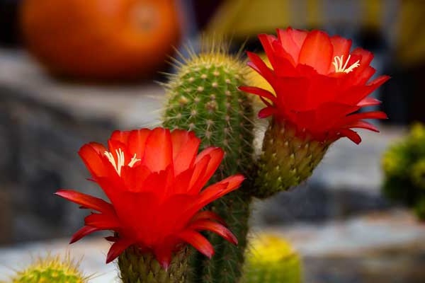 Hoa Xương Rồng: Phân loại, ý nghĩa và cách trồng mau ra hoa