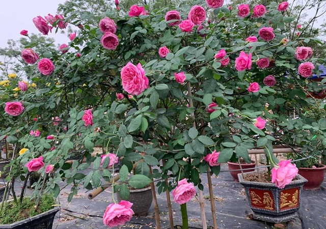 Hình ảnh cây hồng cổ Sapa ra hoa