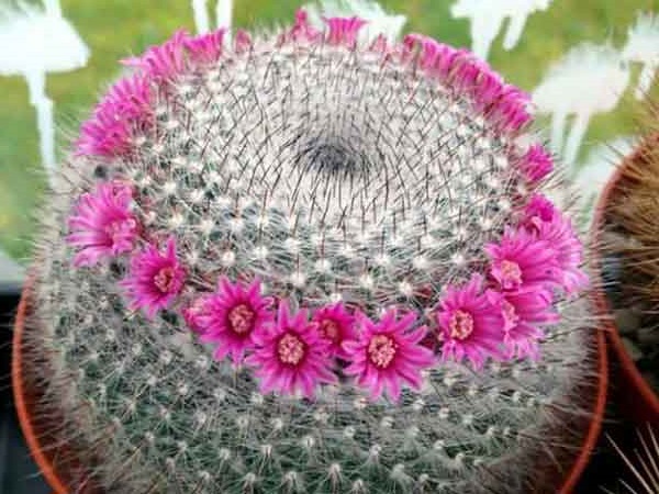 Hoa Xương Rồng: Phân loại, ý nghĩa và cách trồng mau ra hoa - 9