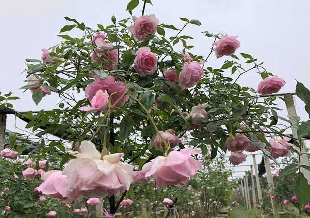 Hình ảnh cây hồng điều Bắc Ninh