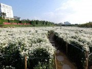 Xem ăn chơi - Giới trẻ nô nức check in ở thung lũng hoa lớn nhất Hà Nội