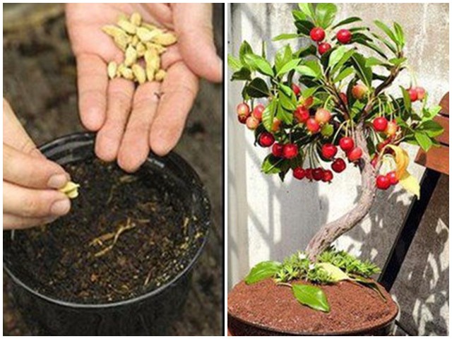 5 loại cây trồng vĩnh cửu, ăn xong vứt hạt xuống lớn vù vù, vài năm sau ra quả
