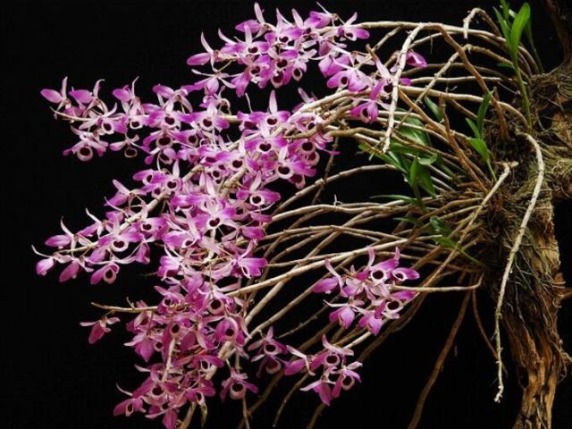 Hoàng Thảo Kèn - Đặc điểm, cách trồng và chăm sóc