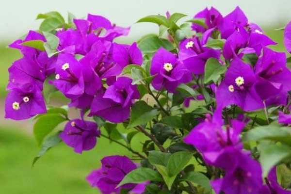 Cách trồng hoa giấy cho cây đẹp ra hoa quanh năm - 6