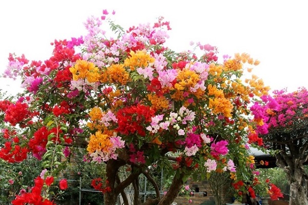 Cách trồng hoa giấy đẹp ra hoa quanh năm - 8
