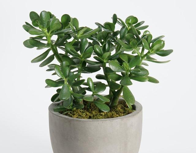 Cây Ngọc Bích non