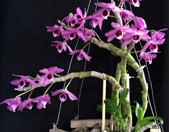 Hình ảnh cây Lan Hoàng Thảo ra hoa và lên chồi cây con