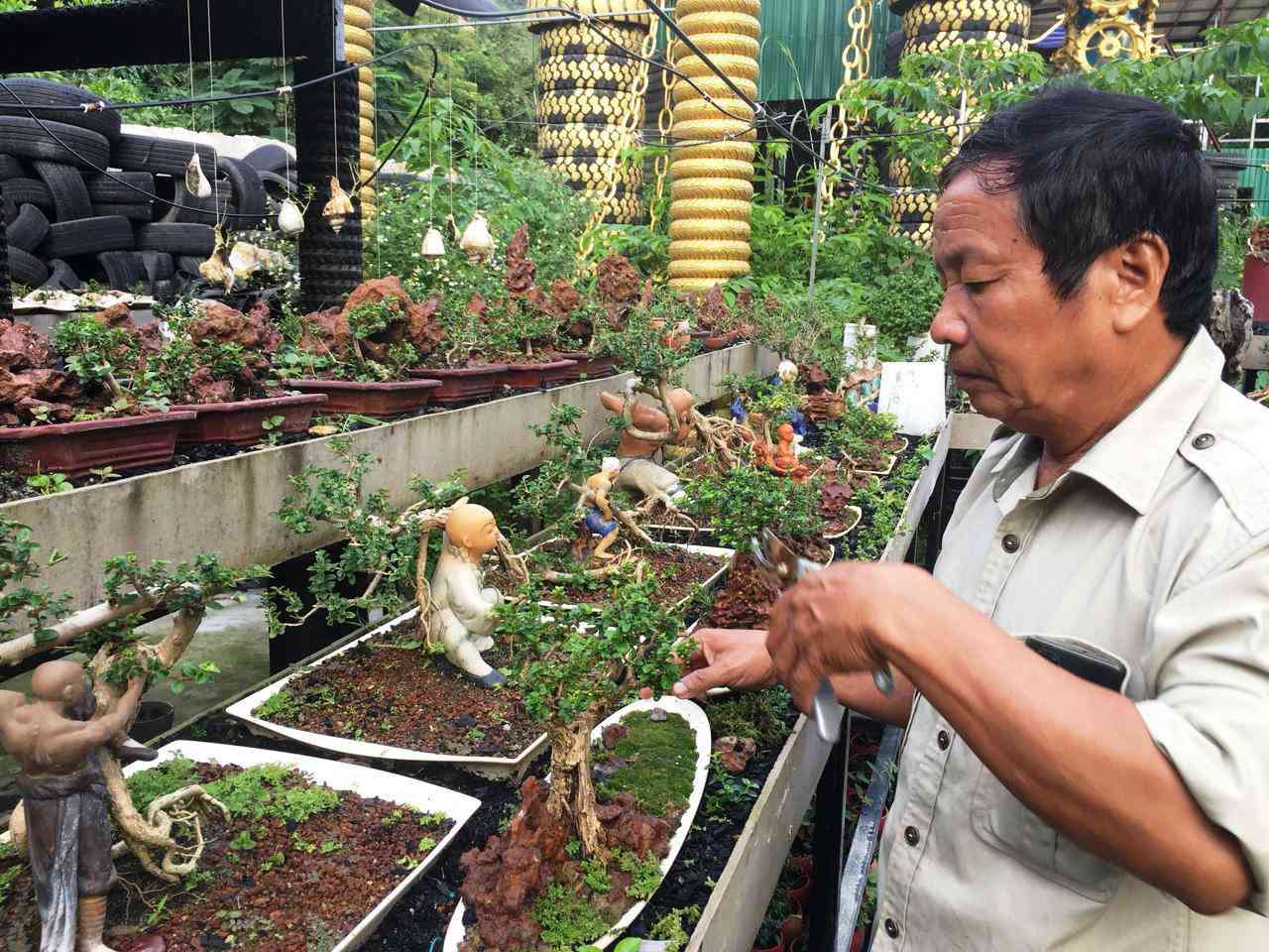 Lão nông Khánh Hòa sở hữu 4.575 cây bonsai mini “khủng” độc, lạ đạt kỷ lục thế giới - 1