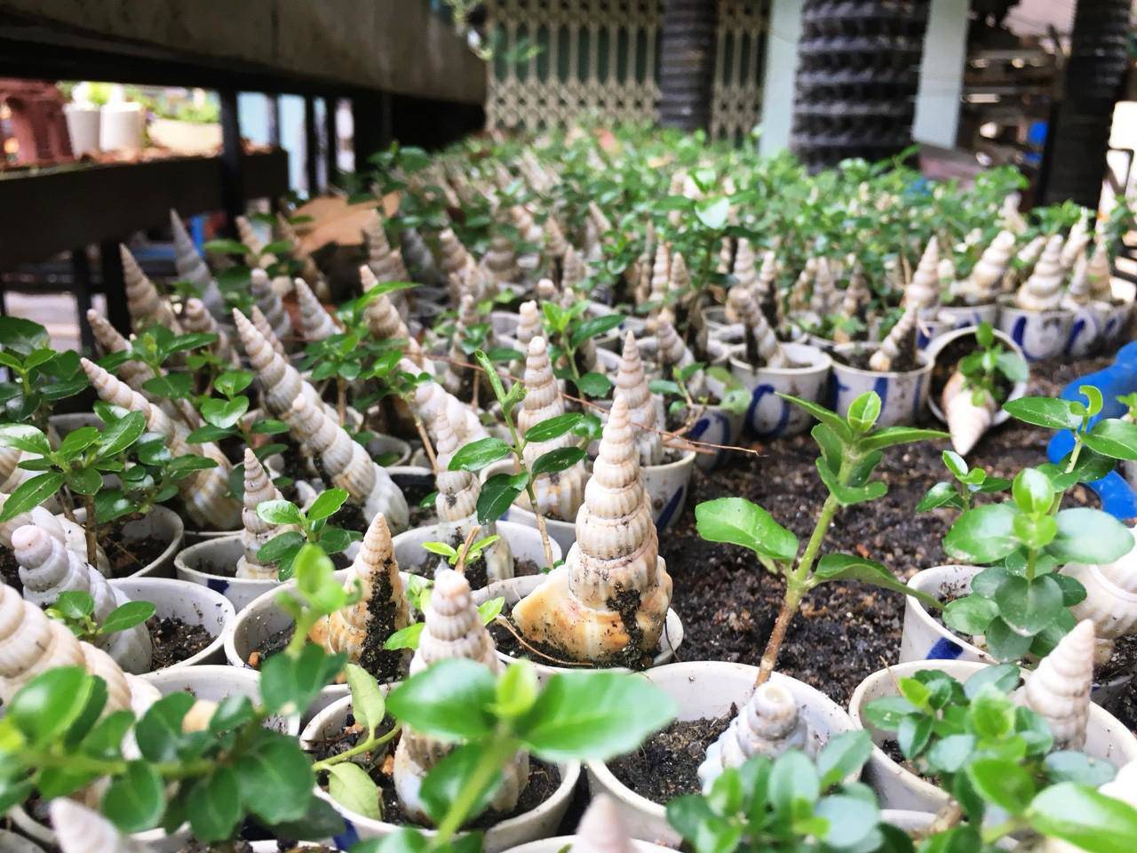 Lão nông Khánh Hòa sở hữu 4.575 cây bonsai mini “khủng” độc, lạ đạt kỷ lục thế giới - 4