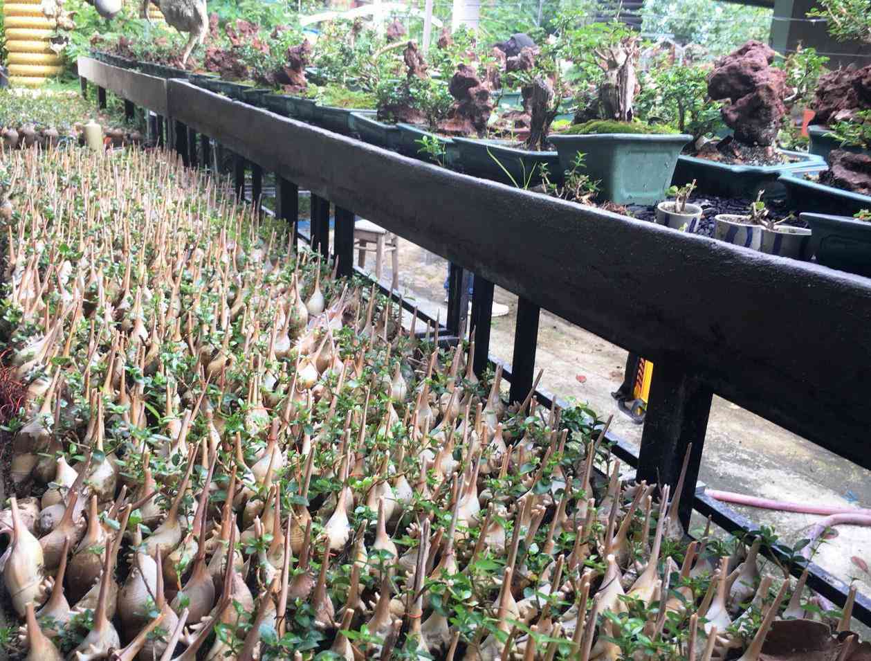 Lão nông Khánh Hòa sở hữu 4.575 cây bonsai mini “khủng” độc, lạ đạt kỷ lục thế giới - 3
