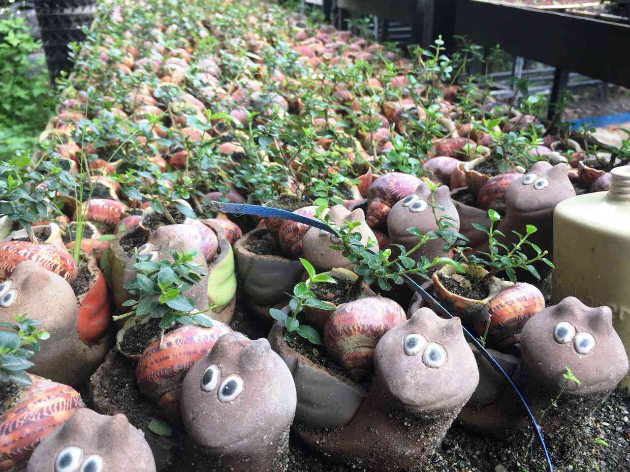 Lão nông Khánh Hòa sở hữu 4.575 cây bonsai mini “khủng” độc, lạ đạt kỷ lục thế giới - 6