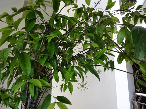 Cây Trúc Nhật hợp mệnh gì? cách trồng và chăm sóc cây đẹp - 3