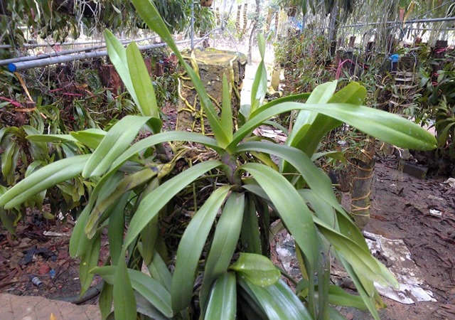 Hình ảnh cây Lan Đuôi Cáo được trồng trên giá thể là cây gỗ