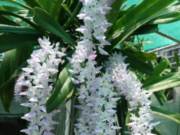 Lan Đuôi Cáo - Cách phân biệt, kỹ thuật trồng và chăm sóc