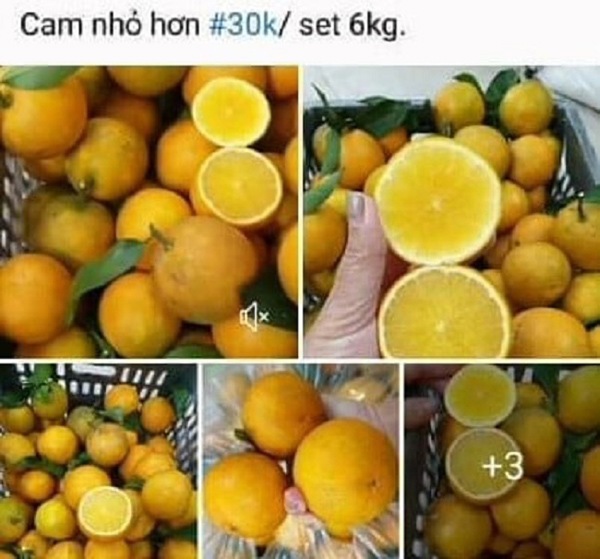 Cách lựa chọn và bảo quản cam Vinh