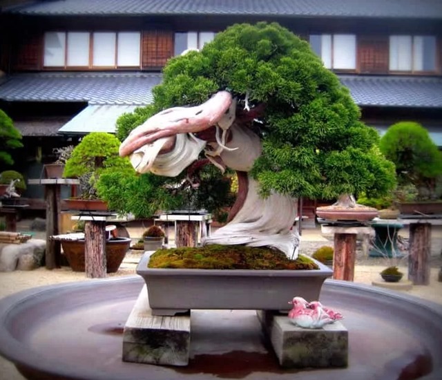 Cây bonsai là gì, nguồn gốc, phân loại và những loại cây đẹp - 13