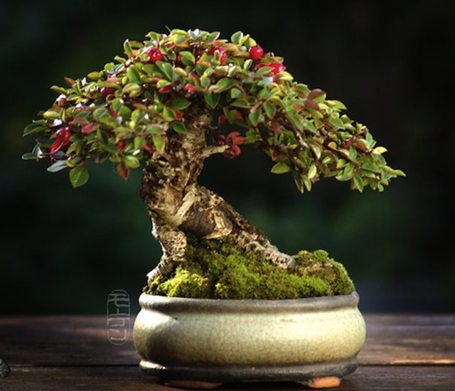 Cây bonsai là gì, nguồn gốc, phân loại và những loại cây đẹp - 14