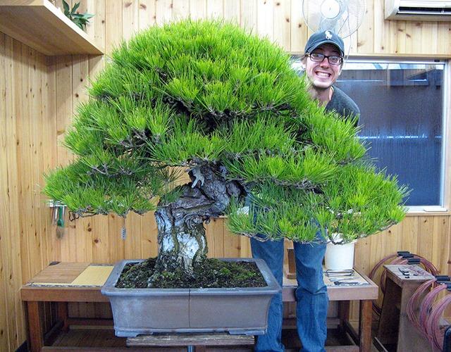 Cây bonsai là gì, nguồn gốc, phân loại và những loại cây đẹp - 8