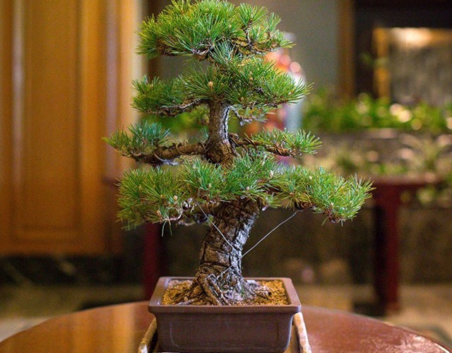 Cây bonsai là gì, nguồn gốc, phân loại và những loại cây đẹp - 6