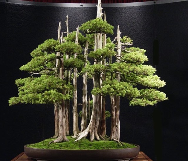 Cây bonsai là gì, nguồn gốc, phân loại và những loại cây đẹp - 13