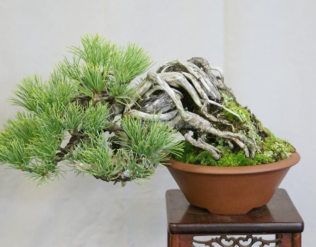 Cây bonsai là gì, nguồn gốc, phân loại và những loại cây đẹp - 5