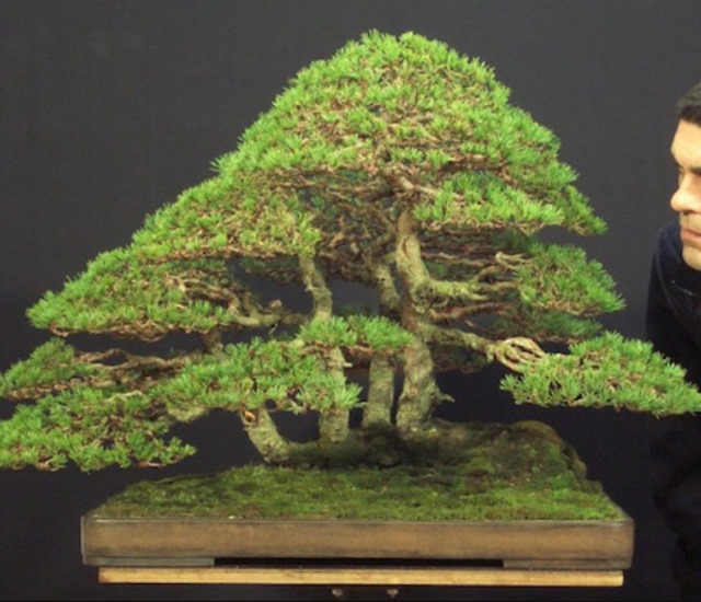 Cây bonsai là gì, nguồn gốc, phân loại và những loại cây đẹp - 15