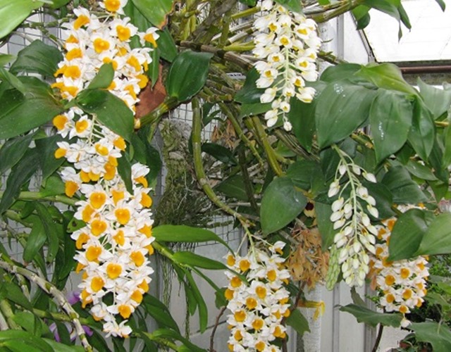 Vườn lan trổ hoa khoe sắc