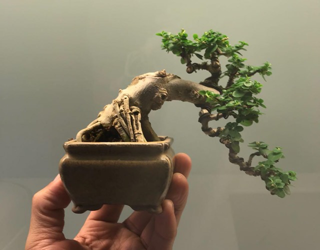 Cây bonsai là gì, nguồn gốc, phân loại và những loại cây đẹp - 4